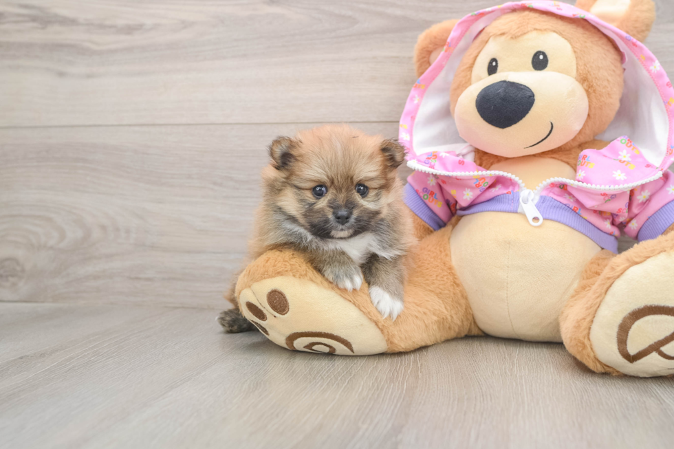 Pomeranian Pup Being Cute