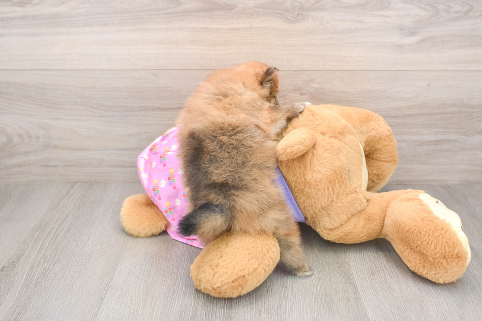 Smart Deutscher Spitz Purebred Puppy