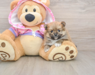 8 week old Pomeranian Puppy For Sale - Lone Star Pups