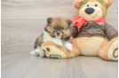 Best Pomeranian Baby