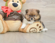 9 week old Pomeranian Puppy For Sale - Lone Star Pups