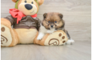 Petite Pom Pom Purebred Puppy