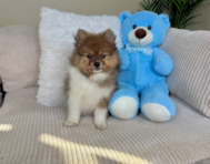9 week old Pomeranian Puppy For Sale - Lone Star Pups