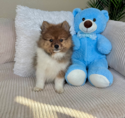 10 week old Pomeranian Puppy For Sale - Lone Star Pups