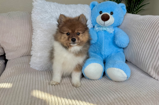 Best Pomeranian Baby