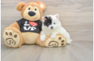 Adorable Pom Dog Purebred Puppy