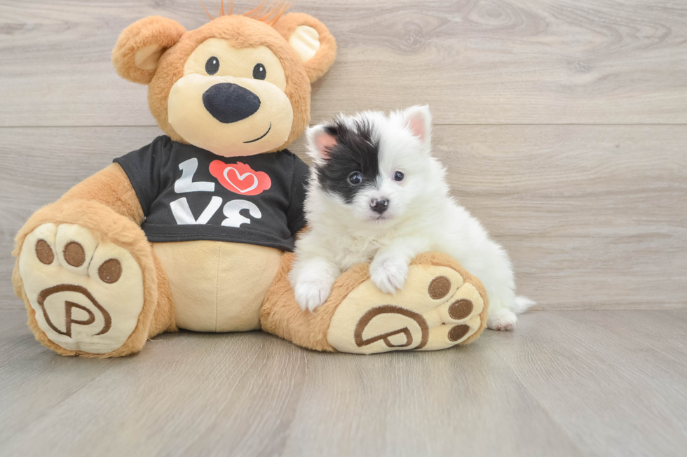 Adorable Pom Dog Purebred Puppy