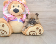 8 week old Pomeranian Puppy For Sale - Lone Star Pups