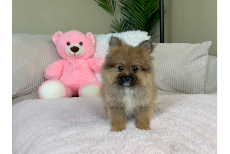 Cute Pomeranian Purebred Pup