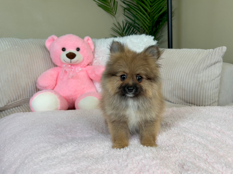 Cute Pomeranian Purebred Pup