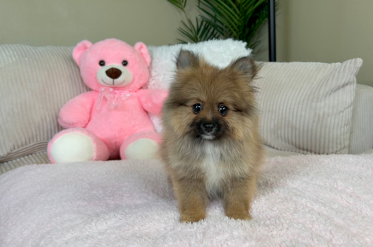 Cute Pomeranian Purebred Pup