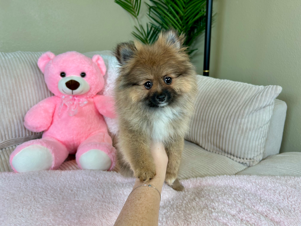 Pomeranian Pup Being Cute