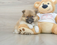 7 week old Pomeranian Puppy For Sale - Lone Star Pups