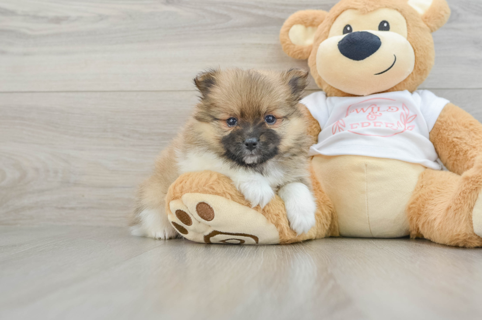 6 week old Pomeranian Puppy For Sale - Lone Star Pups