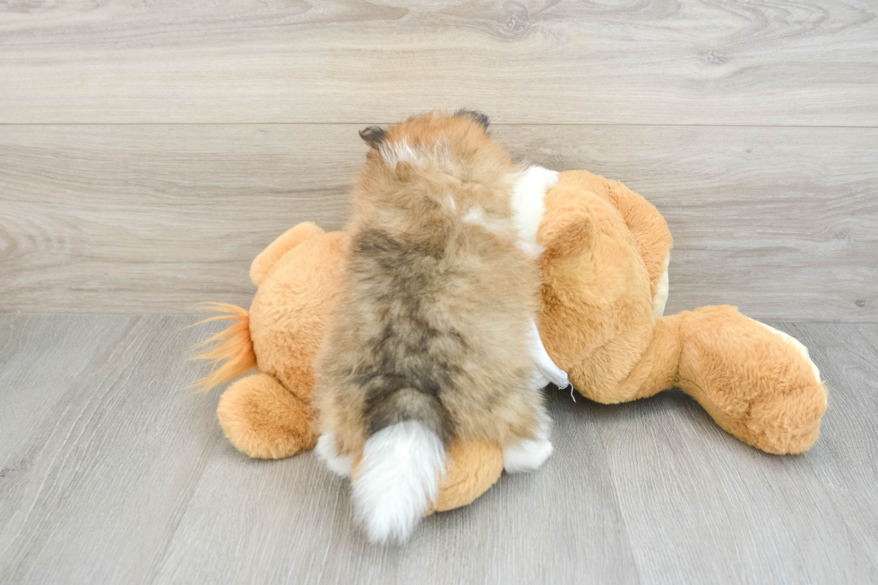 Small Pomeranian Baby