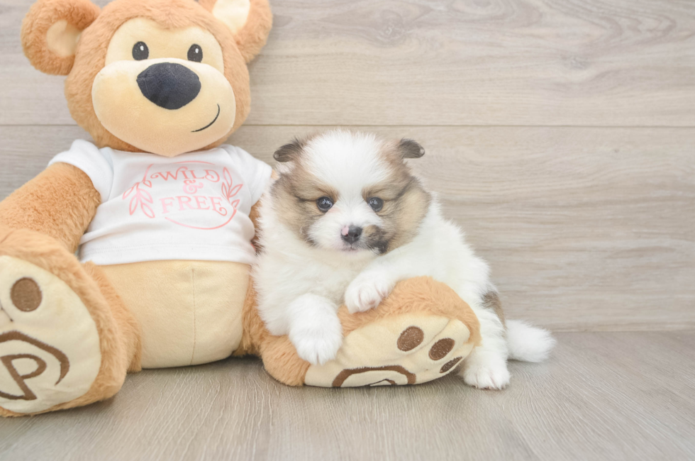 5 week old Pomeranian Puppy For Sale - Lone Star Pups