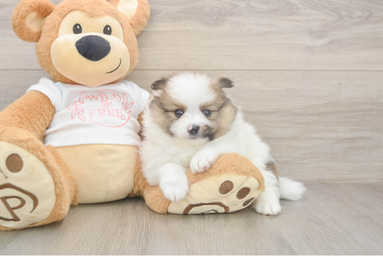 Meet Pippen - our Pomeranian Puppy Photo  1/3 - Lone Star Pups Energetic Loulou Purebred Puppy