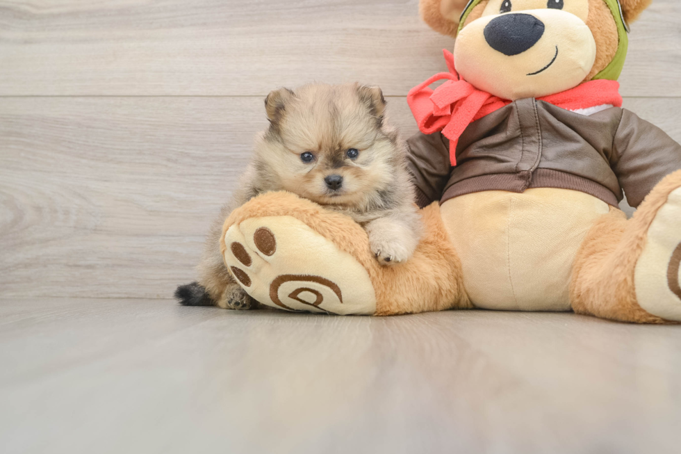 Happy Deutscher Spitz Purebred Puppy