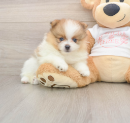 7 week old Pomeranian Puppy For Sale - Lone Star Pups