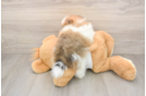 Pomeranian Puppy for Adoption