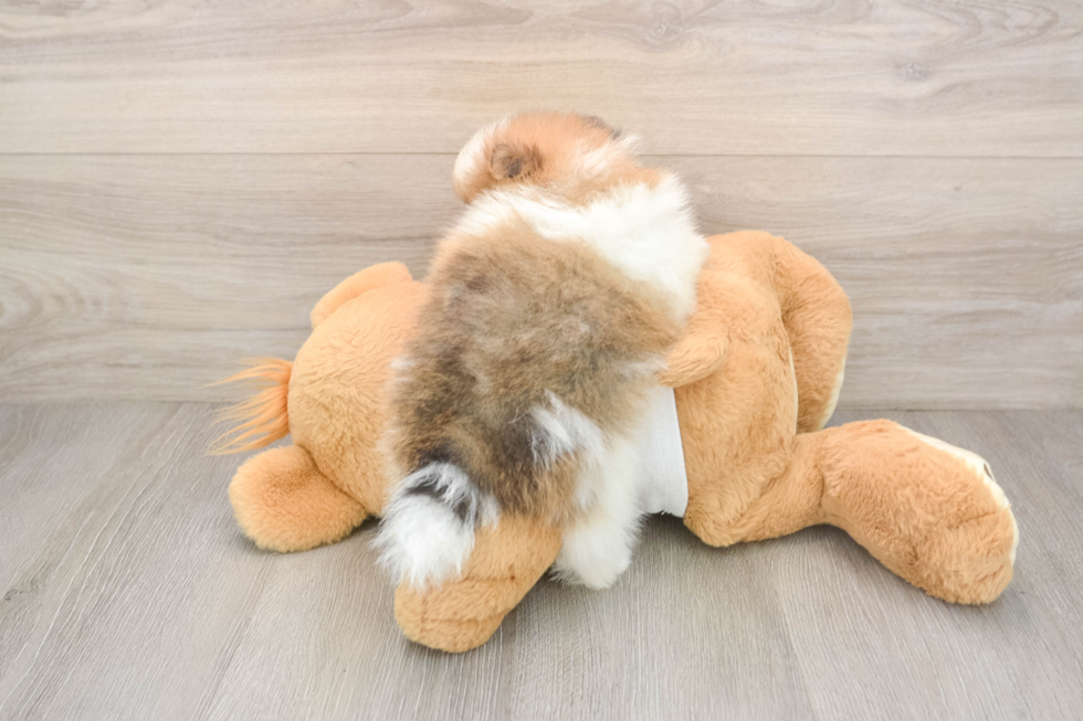 Pomeranian Puppy for Adoption