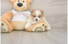 Best Pomeranian Baby