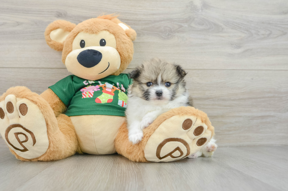 5 week old Pomeranian Puppy For Sale - Lone Star Pups