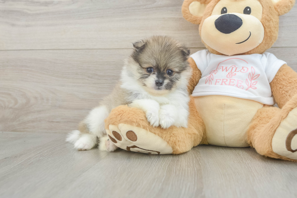 Funny Pomeranian Purebred Pup