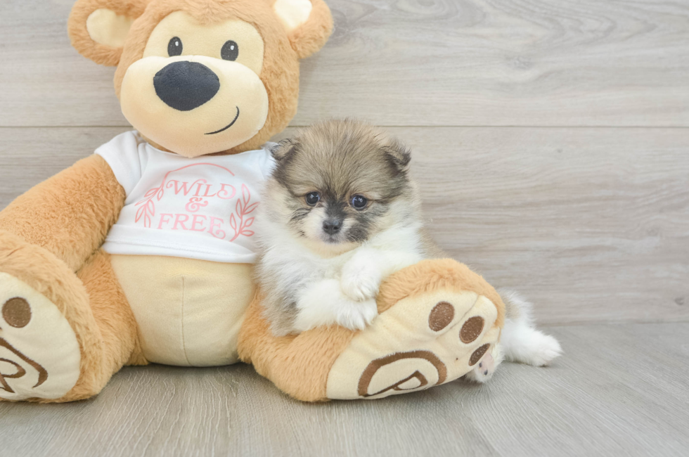5 week old Pomeranian Puppy For Sale - Lone Star Pups