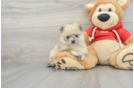 Cute Pomeranian Purebred Puppy