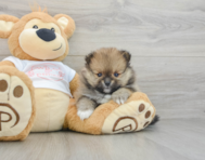7 week old Pomeranian Puppy For Sale - Lone Star Pups