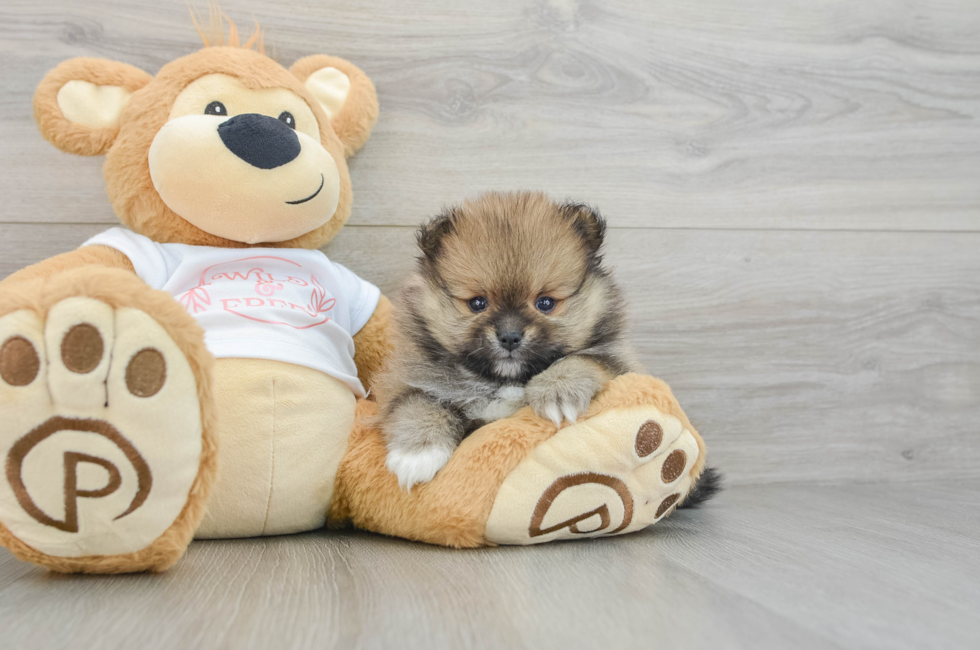 6 week old Pomeranian Puppy For Sale - Lone Star Pups