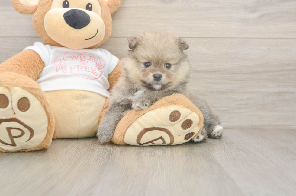 5 week old Pomeranian Puppy For Sale - Lone Star Pups