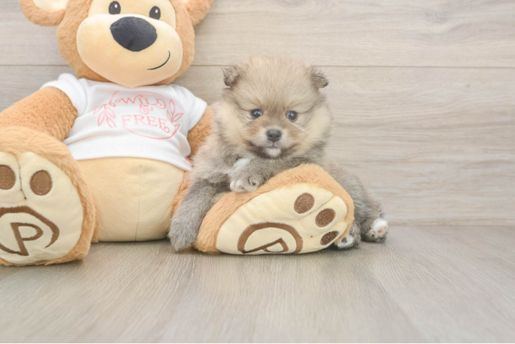 Meet Preston - our Pomeranian Puppy Photo  1/3 - Lone Star Pups Friendly Pomeranian Baby