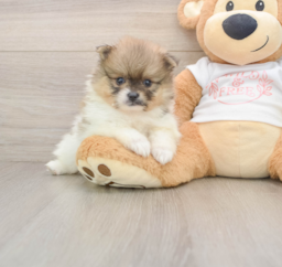 7 week old Pomeranian Puppy For Sale - Lone Star Pups
