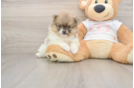 Pomeranian Puppy for Adoption