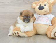 7 week old Pomeranian Puppy For Sale - Lone Star Pups