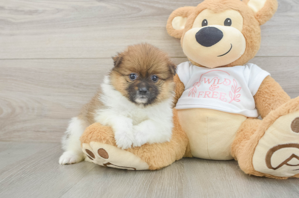 5 week old Pomeranian Puppy For Sale - Lone Star Pups