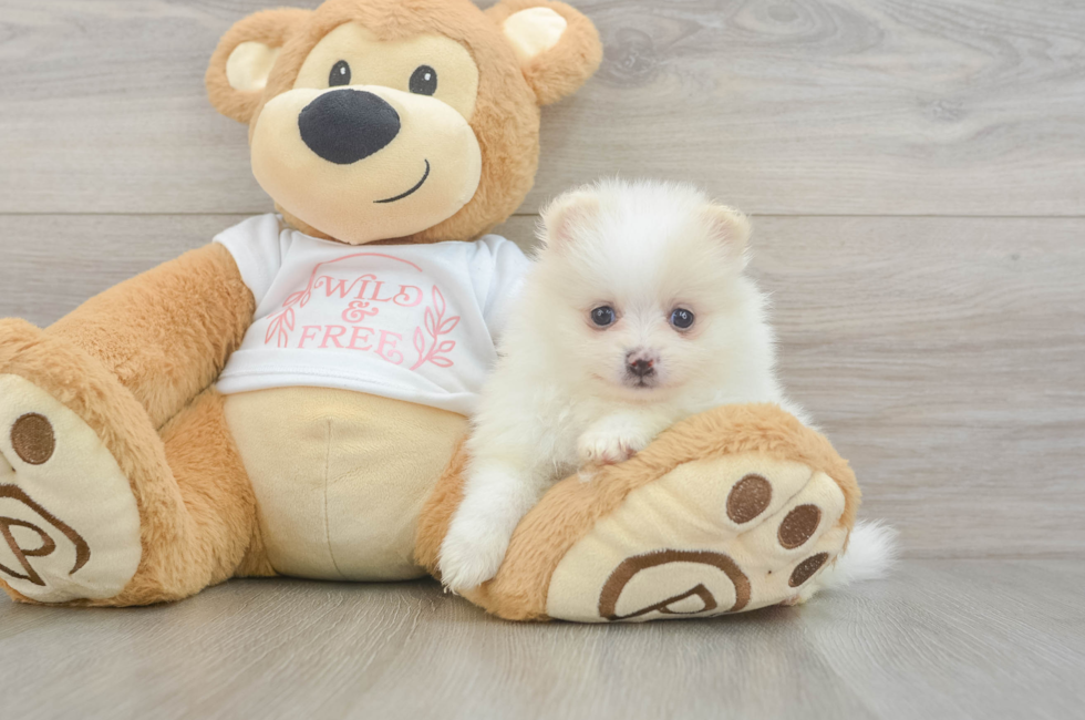 5 week old Pomeranian Puppy For Sale - Lone Star Pups