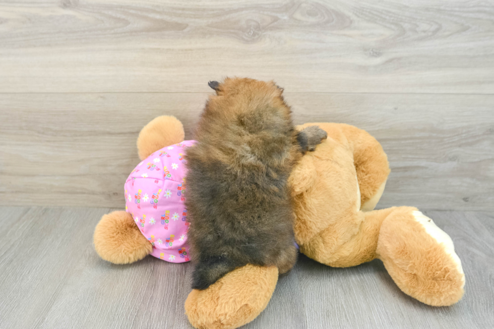 Pomeranian Puppy for Adoption