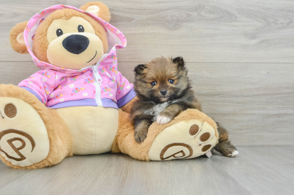 6 week old Pomeranian Puppy For Sale - Lone Star Pups