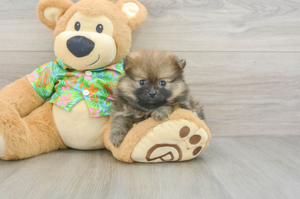 6 week old Pomeranian Puppy For Sale - Lone Star Pups