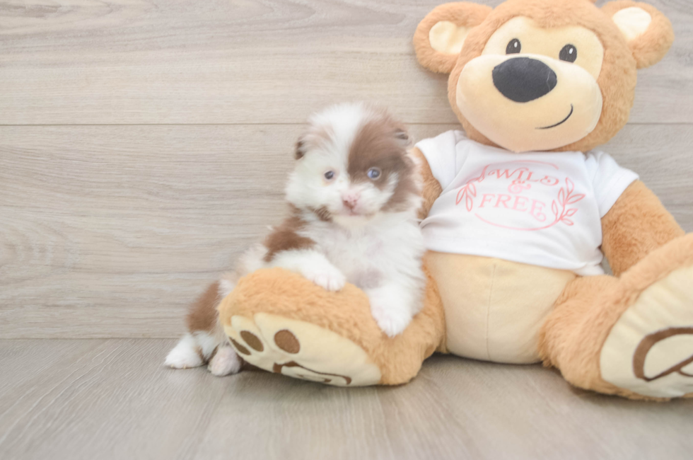 5 week old Pomeranian Puppy For Sale - Lone Star Pups