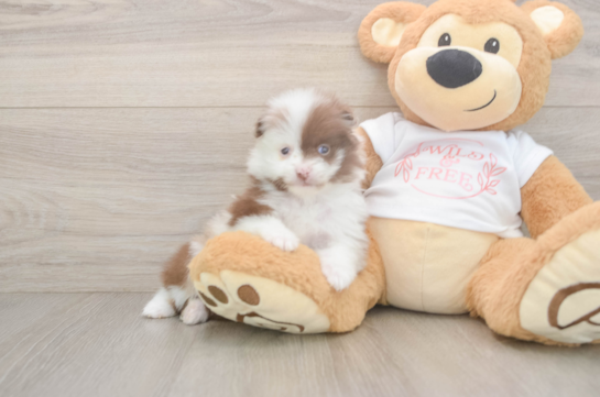 Friendly Pomeranian Purebred Pup