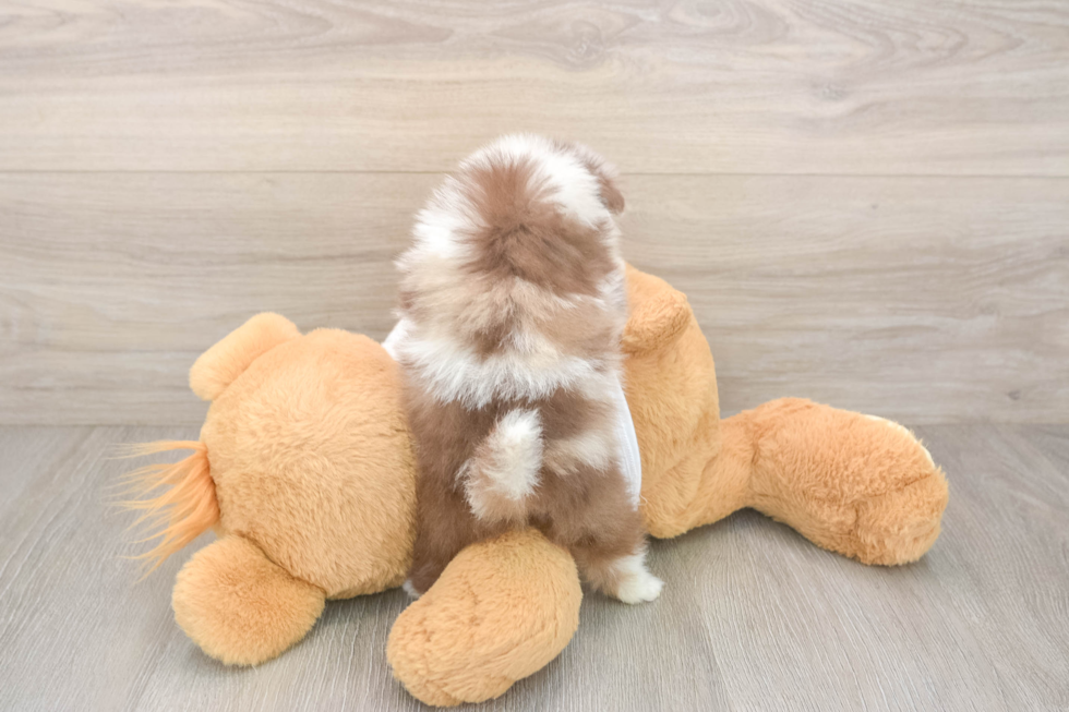 Friendly Pomeranian Baby