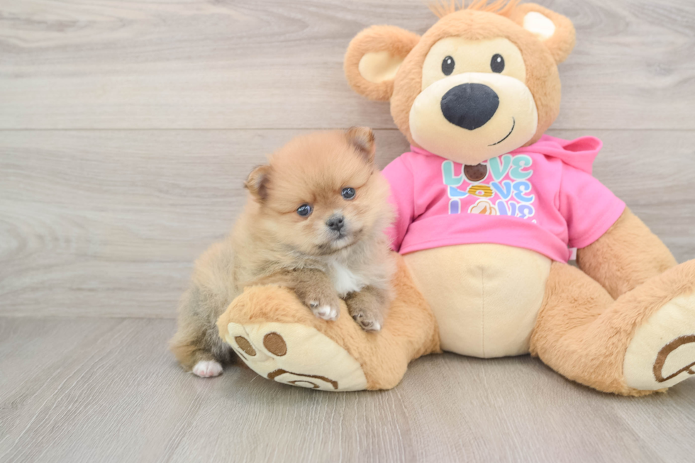 Pomeranian Pup Being Cute