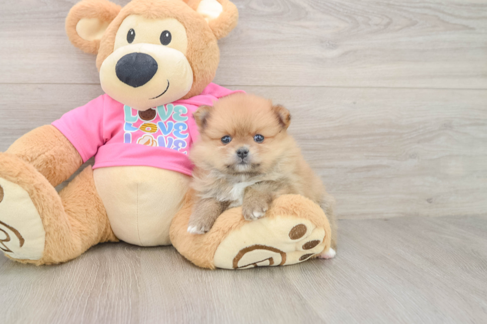 Akc Registered Pomeranian Baby