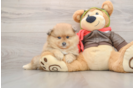 Pomeranian Pup Being Cute