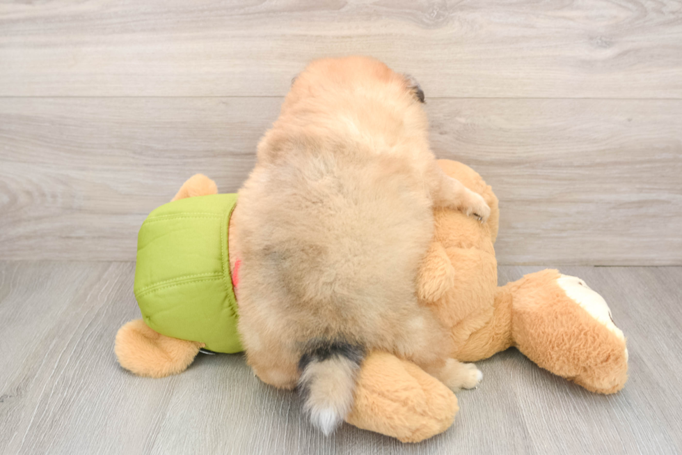 Friendly Pomeranian Baby