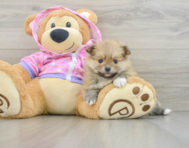 8 week old Pomeranian Puppy For Sale - Lone Star Pups